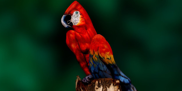 Notice anything unusual about this photo of a parrot?